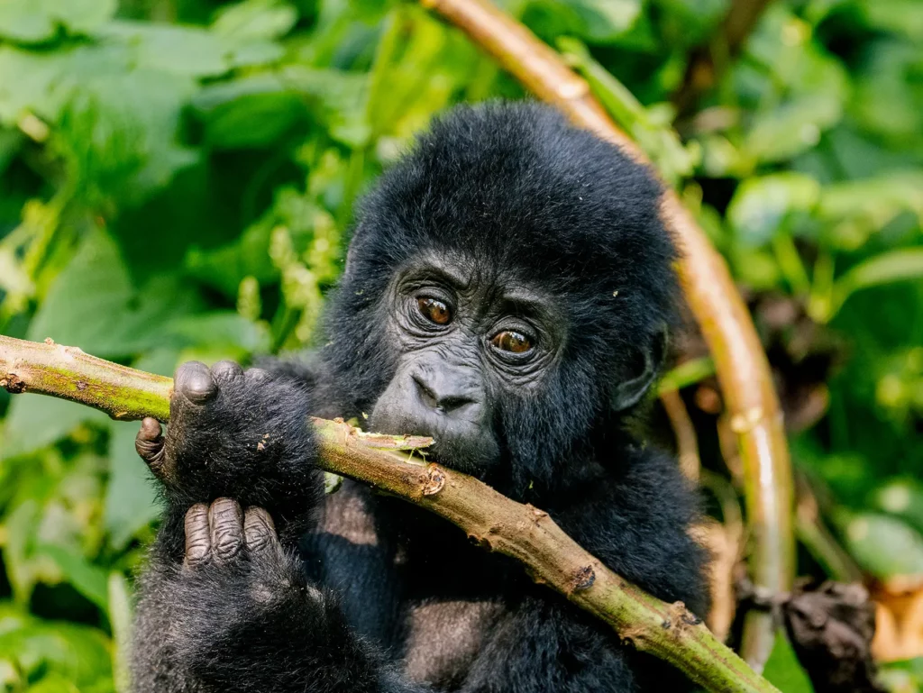 Young mountain gorilla in Bwindi Impenetrable Forest, Uganda.