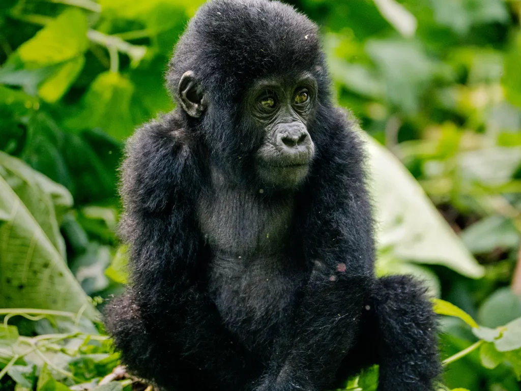 Young gorilla spotted when tracking in Bwindi Impenetrable Forest, Uganda