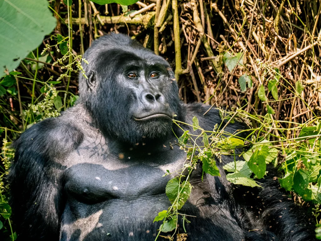 Silverback Gorilla spotted when tracking in Bwindi Impenetrable Forest, Uganda