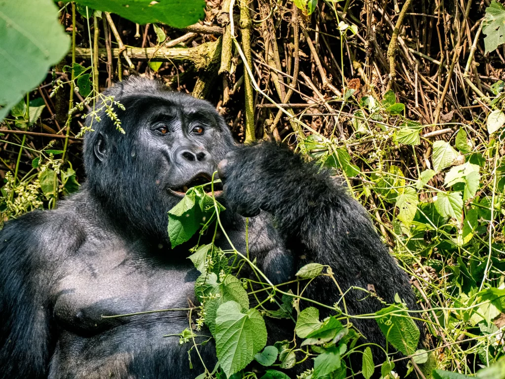 Silverback Gorilla spotted when tracking in Bwindi Impenetrable Forest, Uganda