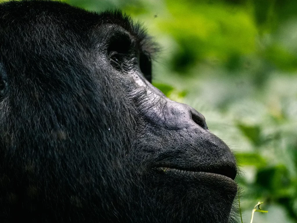 Mountain gorilla in Bwindi Impenetrable Forest, Uganda. Each gorilla has a unique nose print, like a human fingerprint.