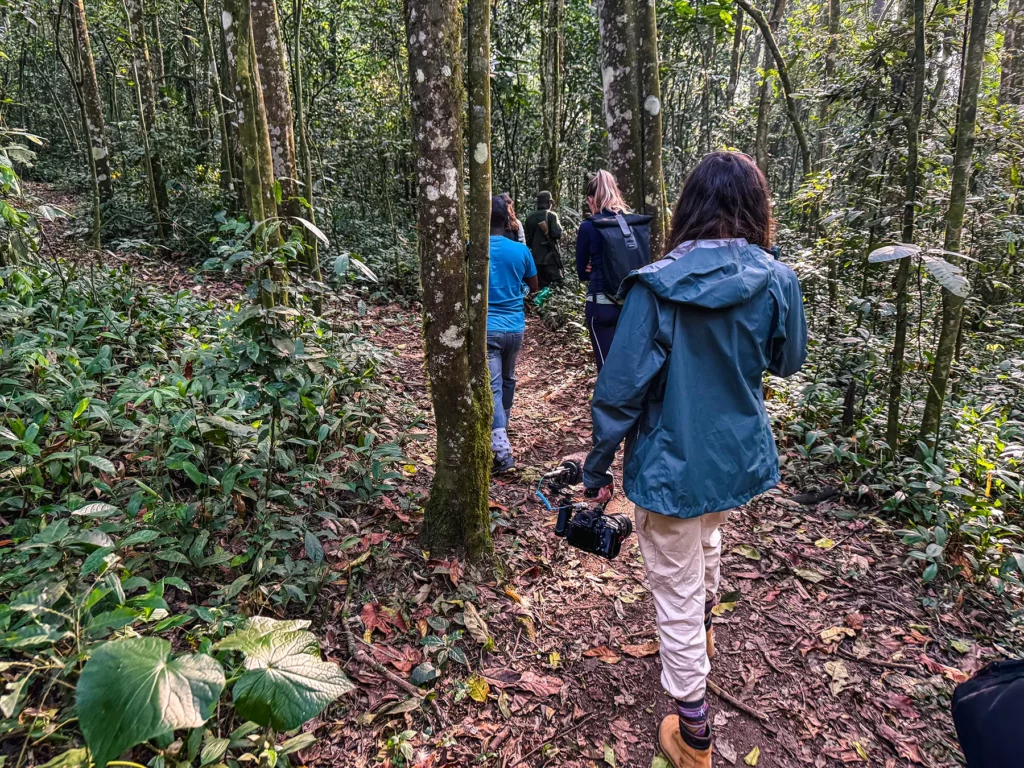 Ella McKendrick chimpanzee tracking in Kibale National Park, Uganda