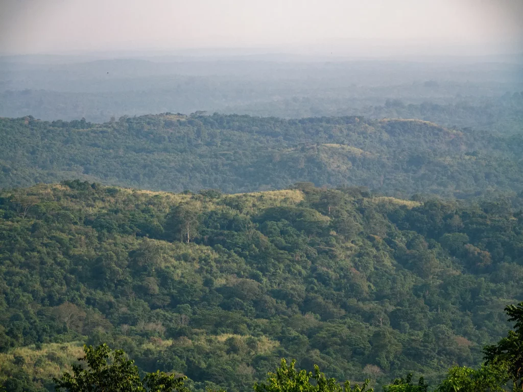 Kibale National Park, Uganda was formally established as a national park in 1993, having previously been a forest reserve since 1932