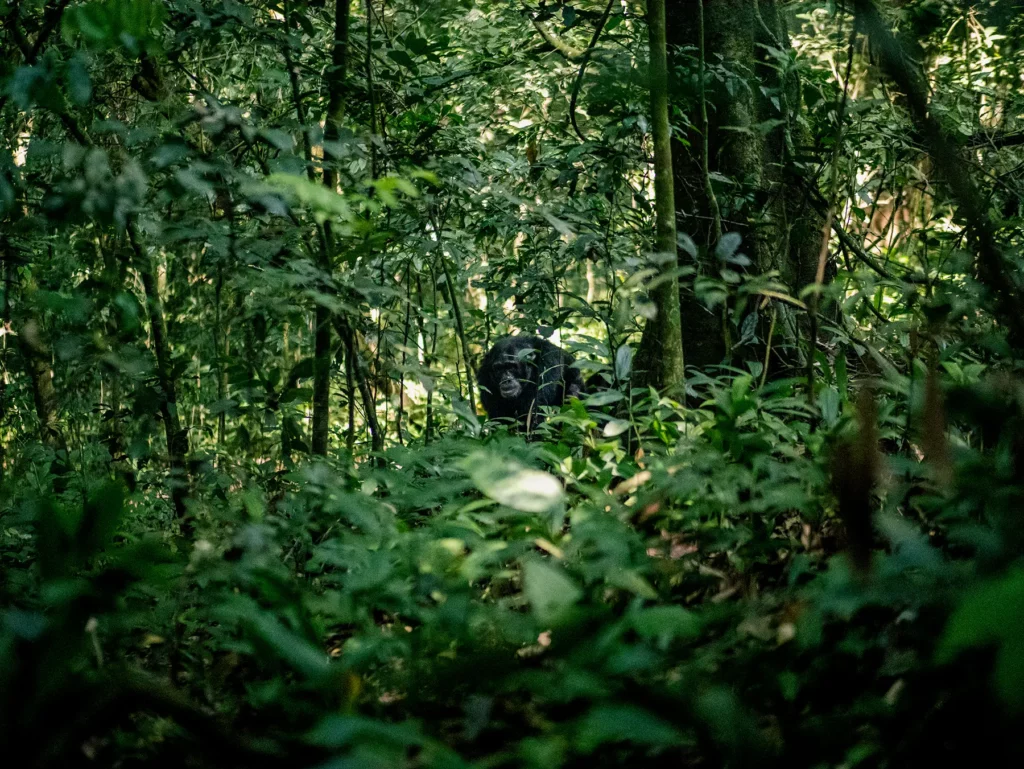 Chimpanzee in Kibale National Park, Uganda. Chimpanzees can live over 50 years.