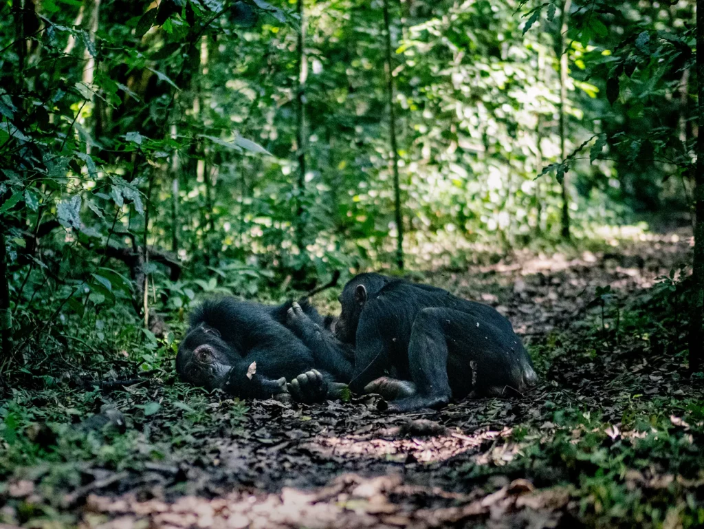 Chimpanzees in Kibale National Park, Uganda. Mothers care for their young for up to 7 years.