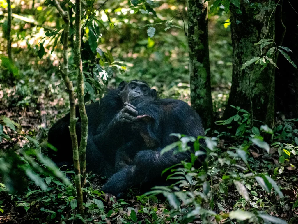 Chimpanzee in Kibale National Park, Uganda. Grooming is a key part of social bonding in chimpanzees.