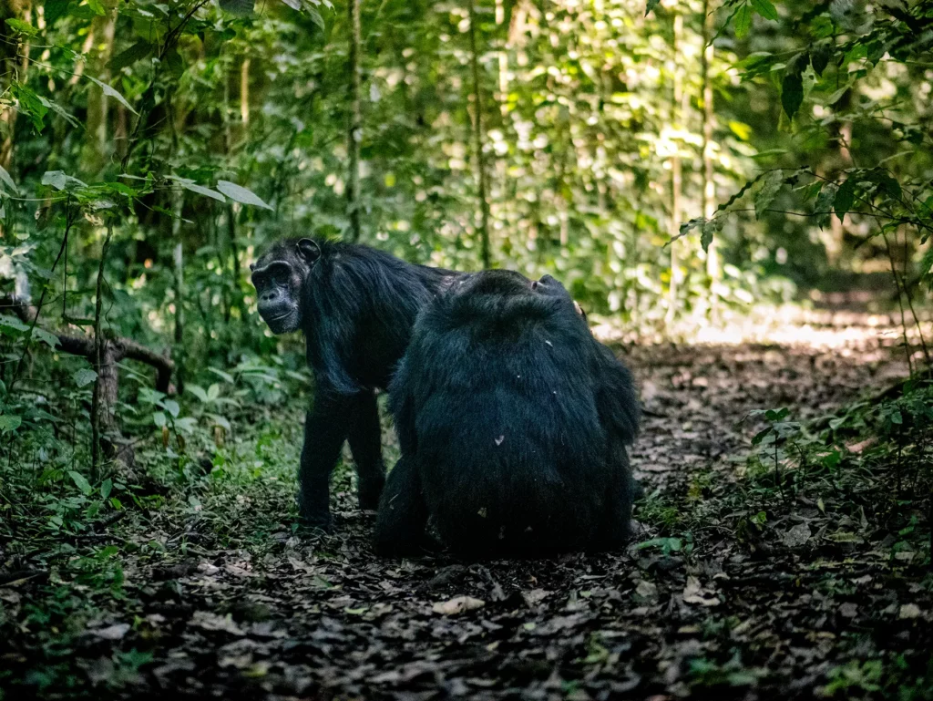 Chimpanzees in Kibale National Park, Uganda. They form lifelong bonds with family and group members.