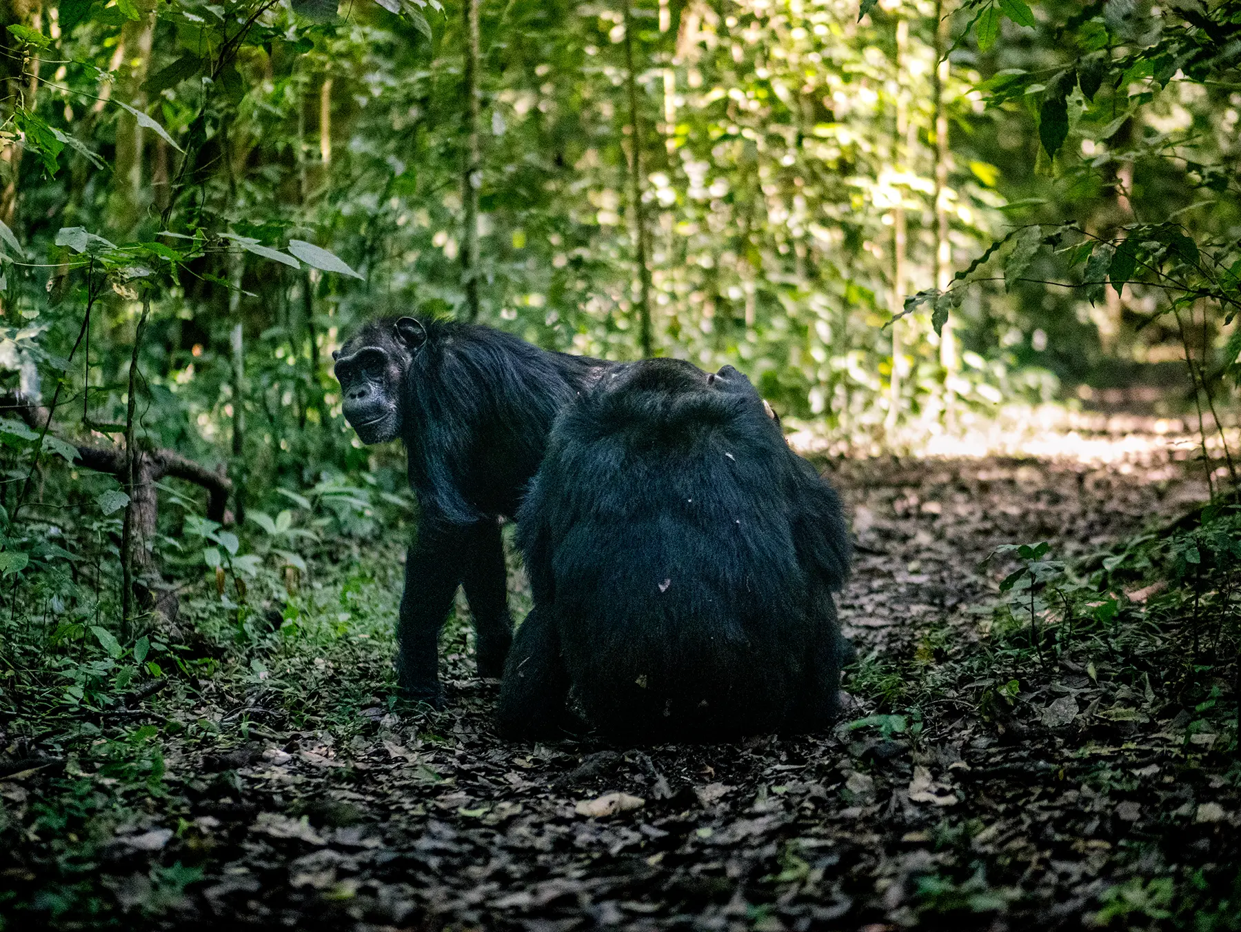 Two chimpanzees walking along a sunlit forest trail, one vocalising