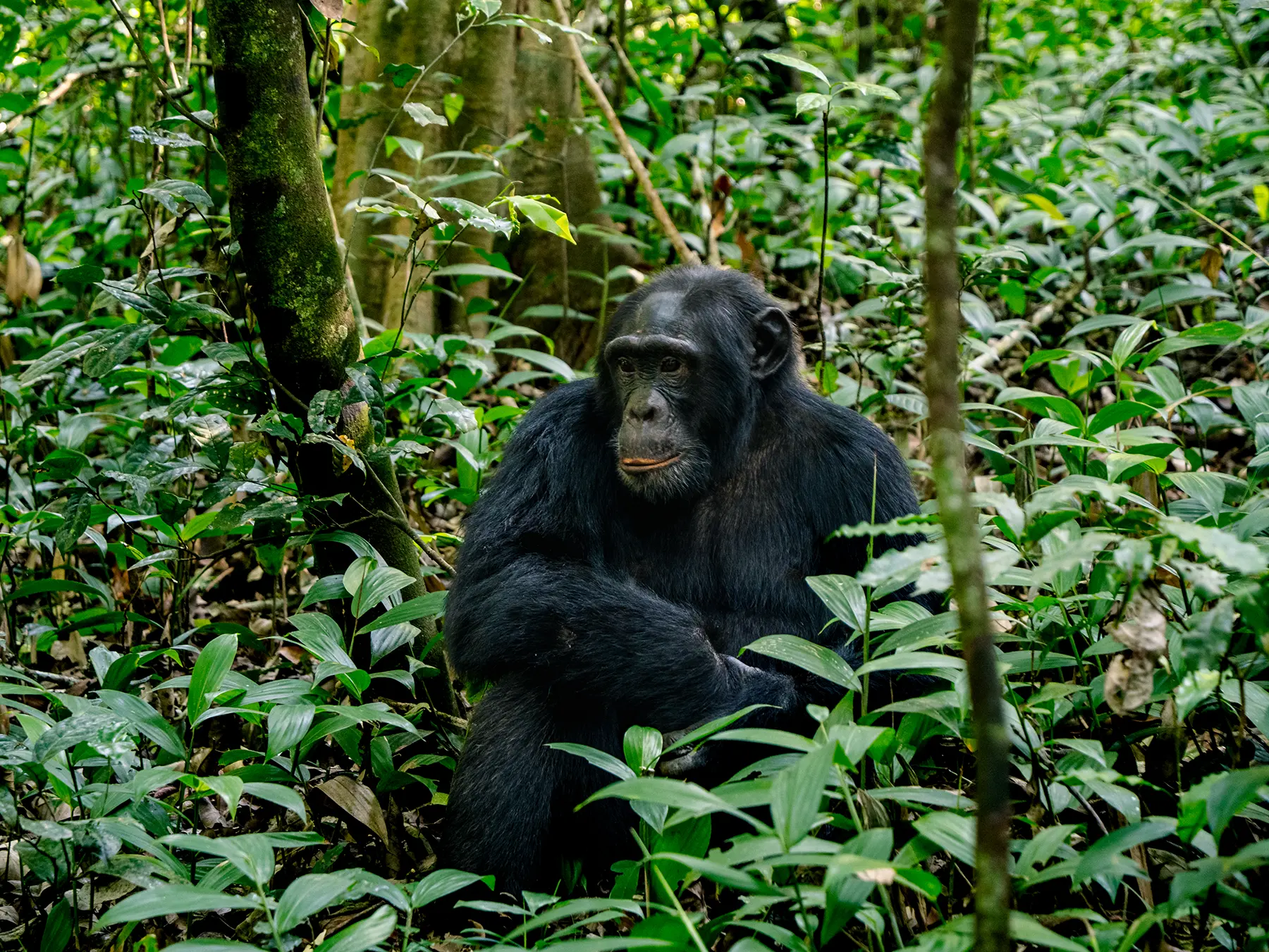 Chimpanzee sitting in dense forest undergrowth with its face turned toward the camera