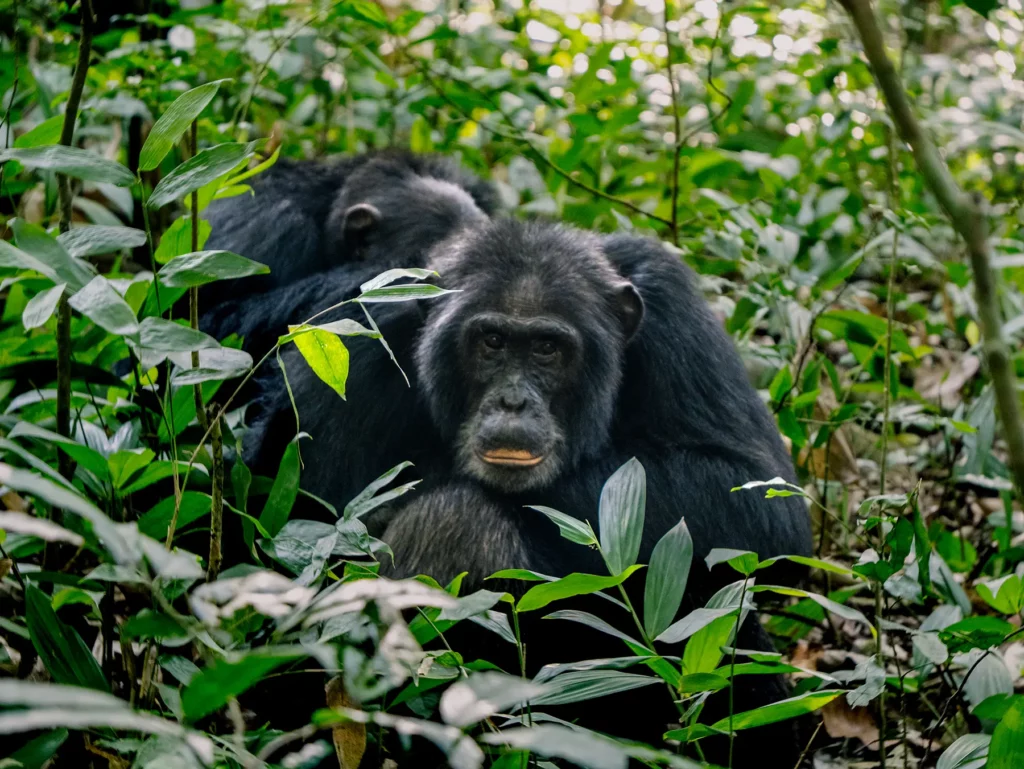 Chimpanzees in Kibale National Park, Uganda. Chimpanzees can recognize themselves in mirrors, showing self-awareness.