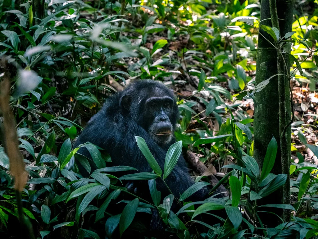 Chimpanzee in Kibale National Park, Uganda. They are omnivores and sometimes hunt smaller monkeys.