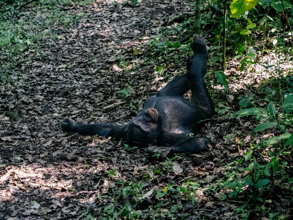 Chimpanzee in Kibale National Park, Uganda. Kibale forms a 180 km continuous wildlife corridor with neighbouring Queen Elizabeth National Park.