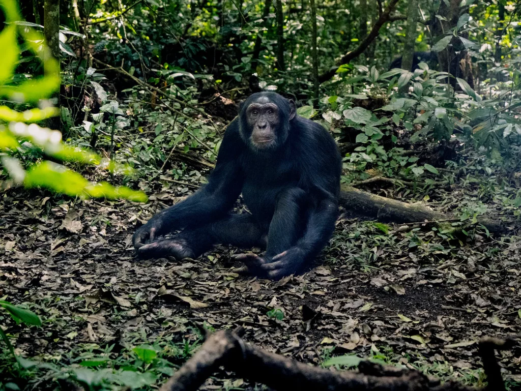 Chimpanzee in Kibale National Park, Uganda. Males typically dominate chimpanzee social hierarchies.