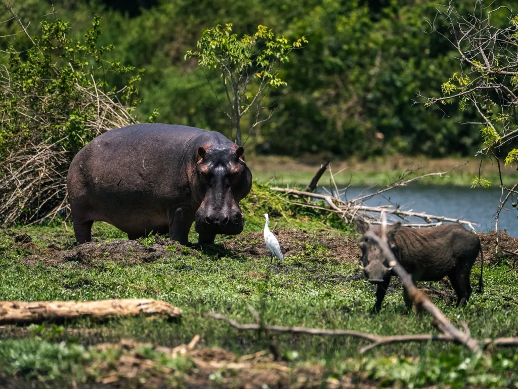 Hippo, warthog and cattle egret in Murchison Falls, Uganda
