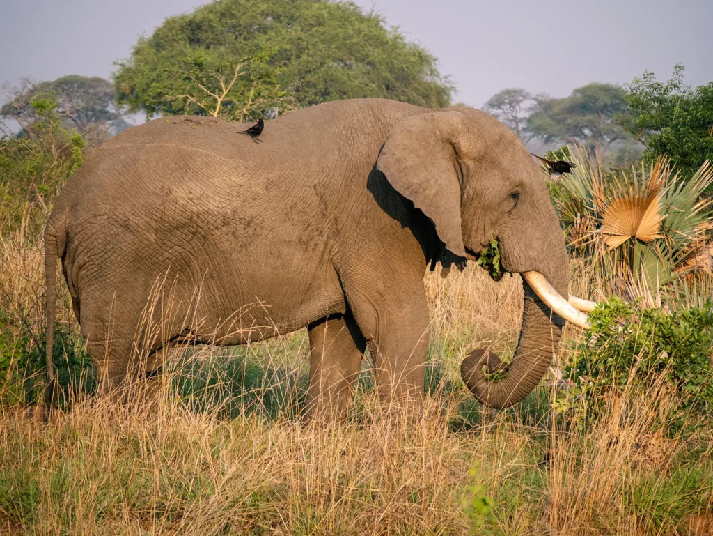 Elephant with fork-tailed drongo on their backs in Murchison Falls, Uganda