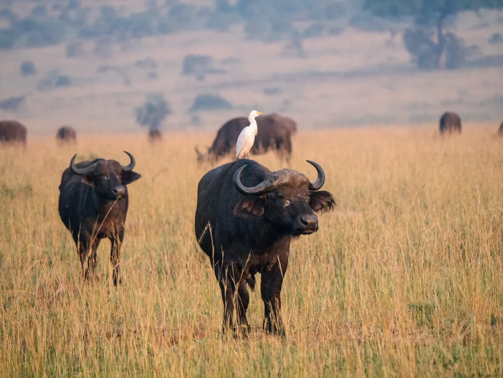 Male buffalo with cattle egret on its back in Murchison Falls, Uganda