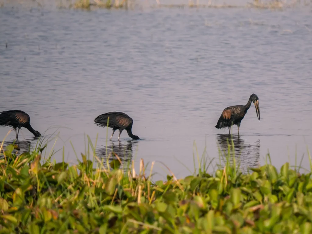 Open-billed storks in Murchison Falls, Uganda