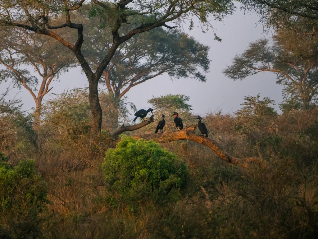 Abyssinian ground hornbill in Murchison Falls, Uganda
