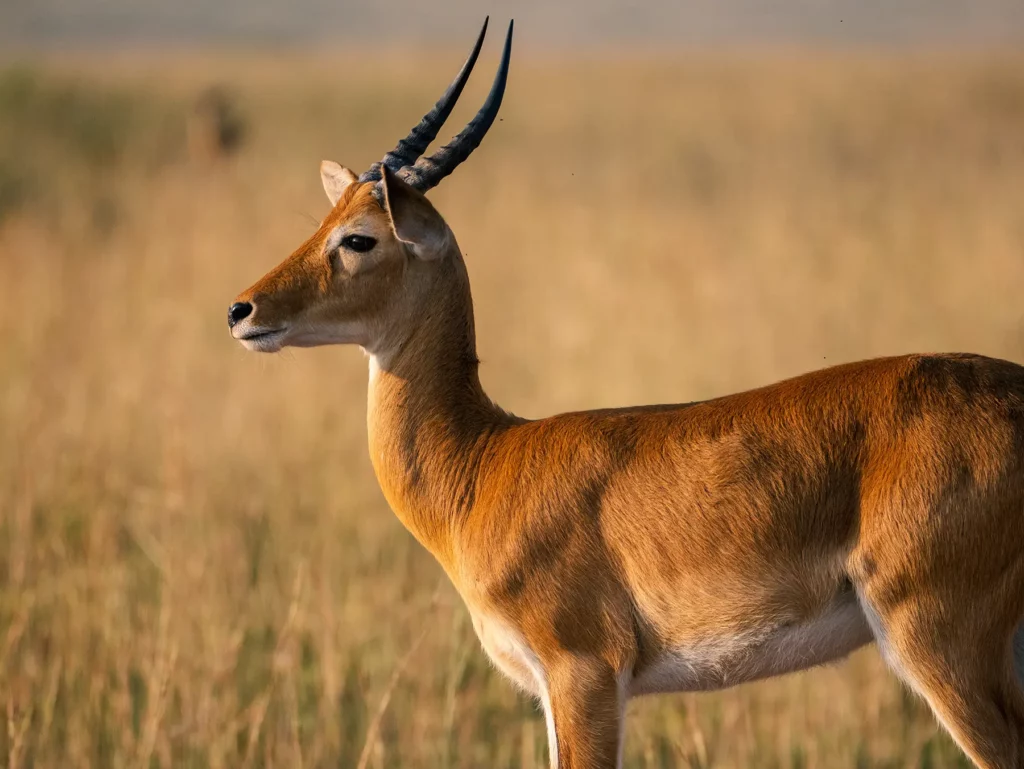 Ugandan Kob in Murchison Falls, Uganda