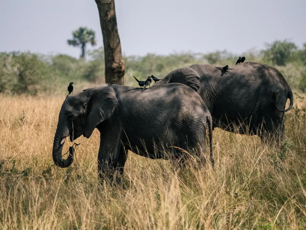 Elephants with Fork-tailed drongo's on their backs in Murchison Falls, Uganda