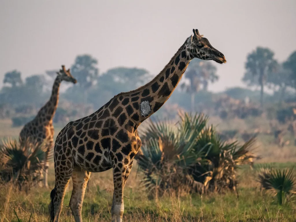Rothschild giraffes in Murchison Falls, Uganda