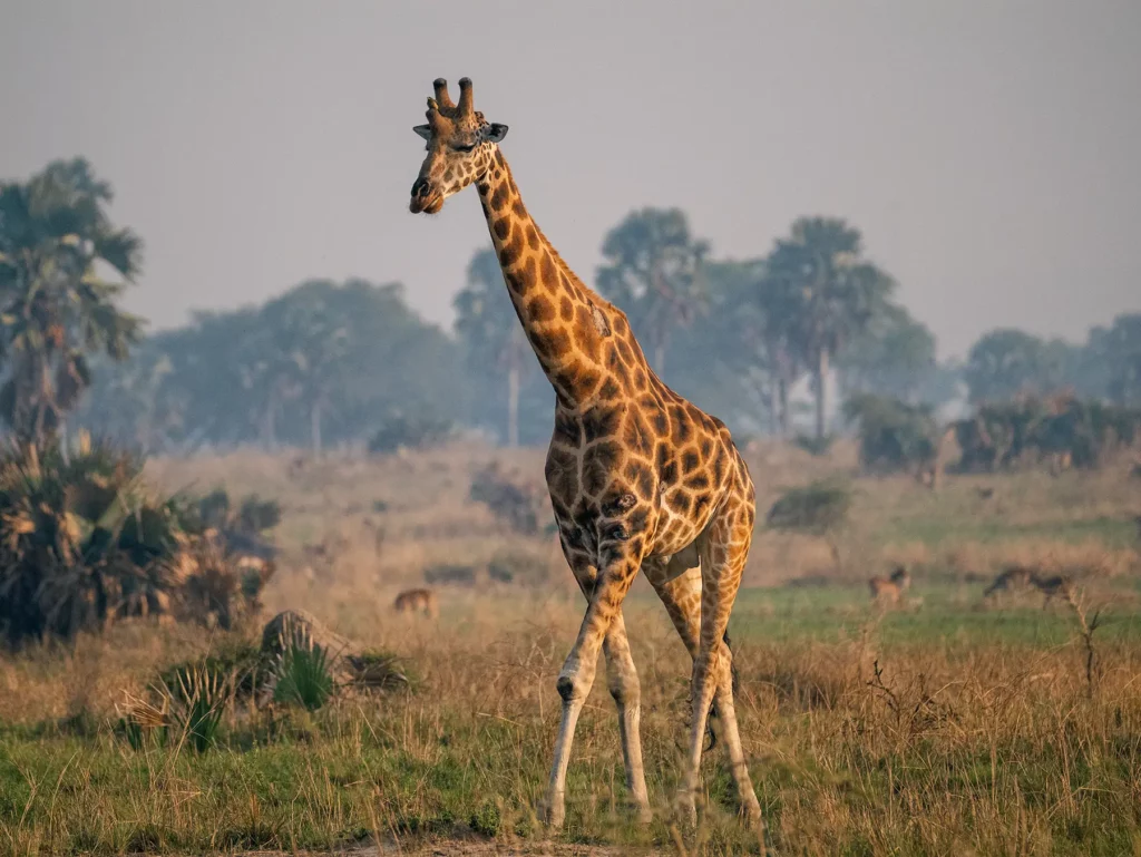 Giraffe in Murchison Falls, Uganda