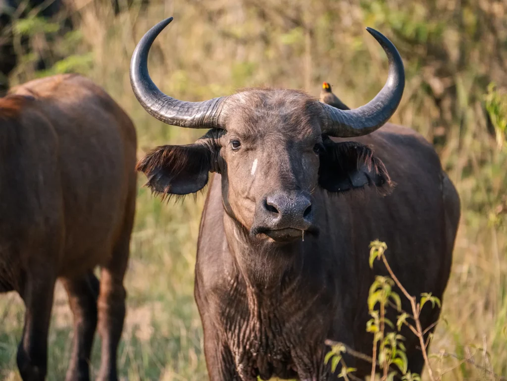 Female buffalo in Murchison Falls, Uganda