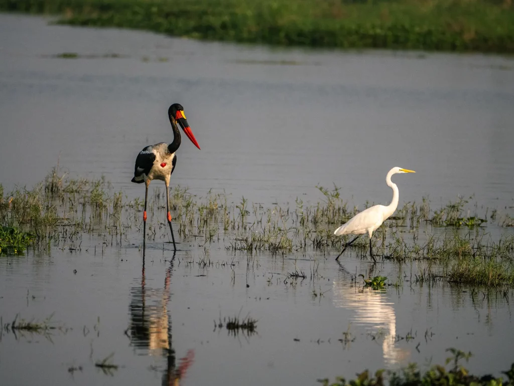 Saddle-billed stalk in Murchison Falls, Uganda