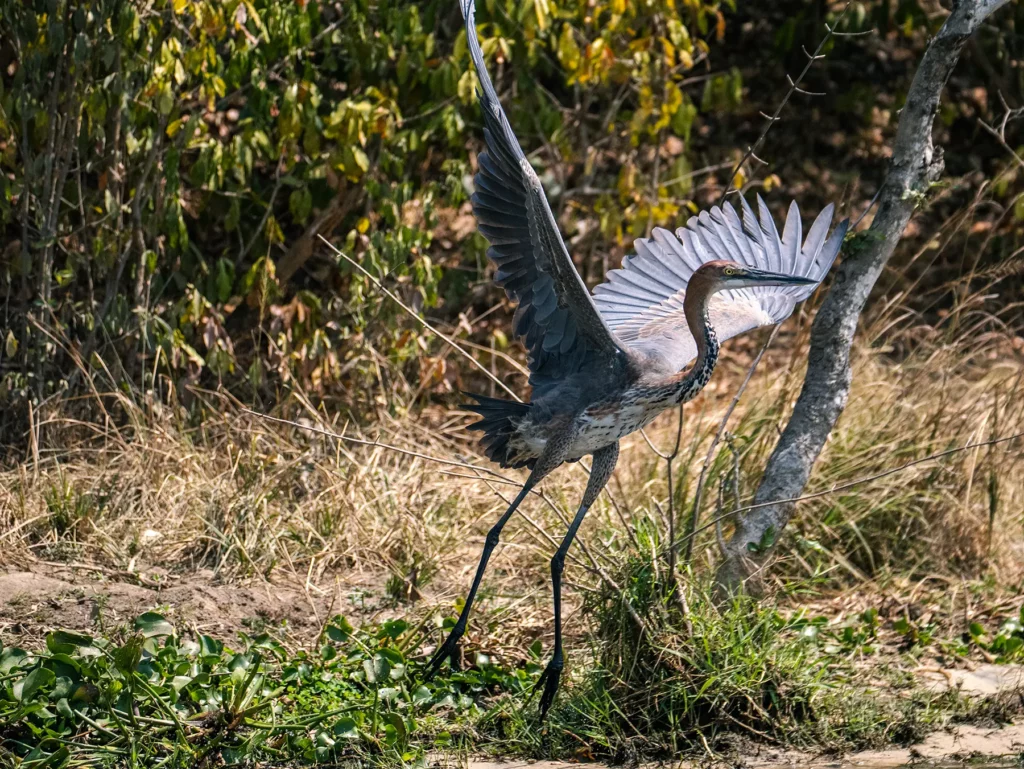 Goliath heron in Murchison Falls, Uganda