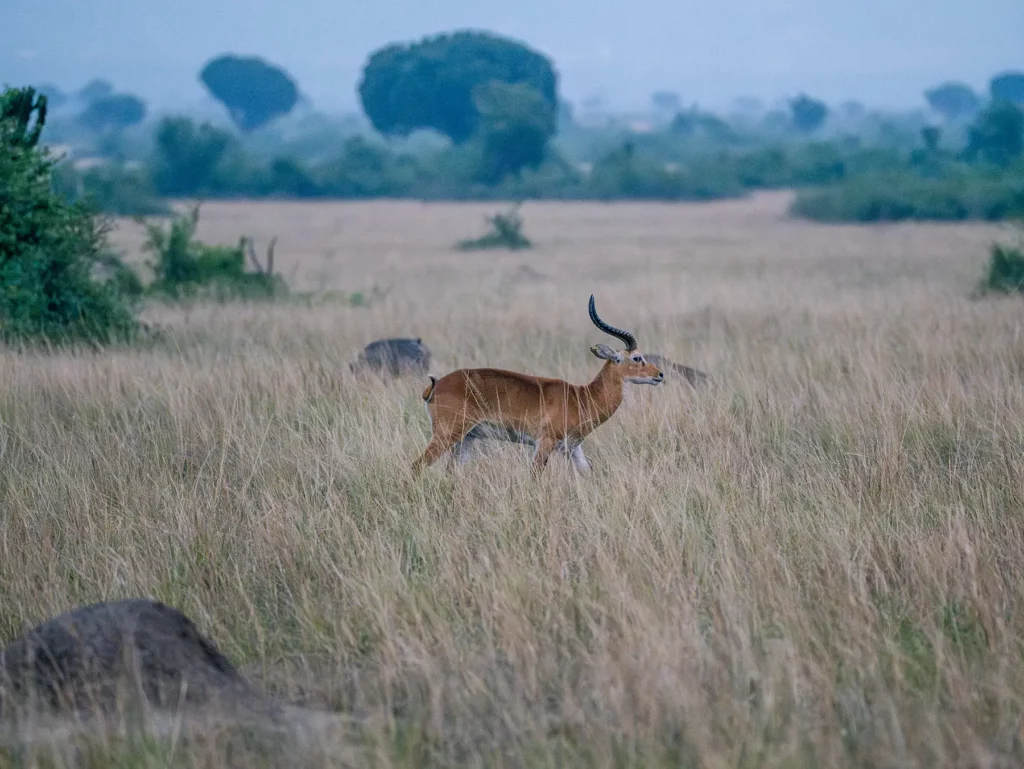 Ugandan kob in Queen Elizabeth National Park, Uganda