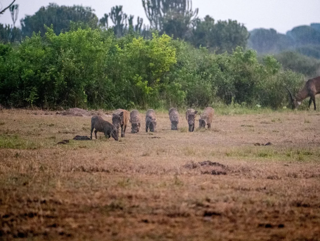 Warthogs in Queen Elizabeth National Park, Uganda