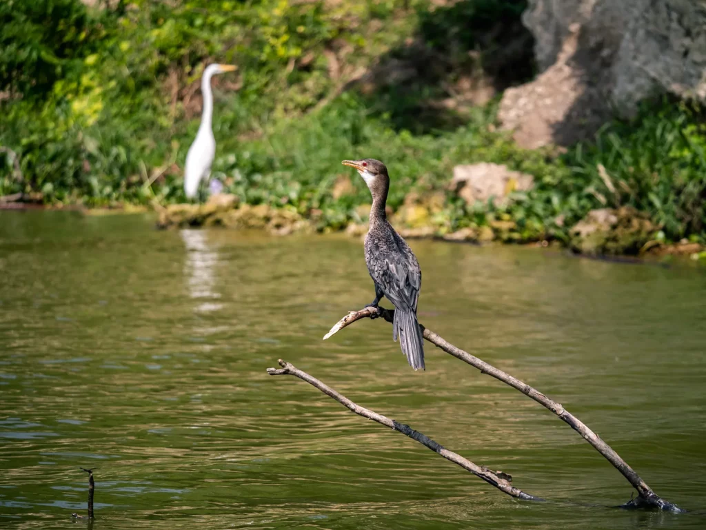 African darter Murchison Falls, near Bigodi Swamp Uganda