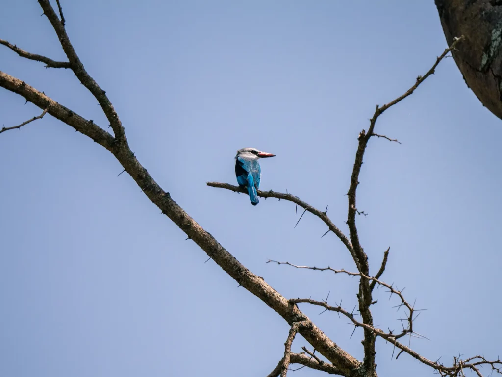 Woodland kingfisher in Queen Elizabeth National Park, Uganda