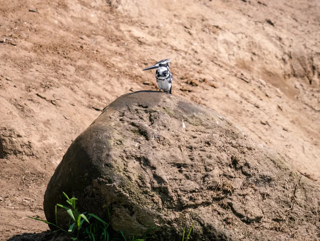 Pied kingfisher, Uganda