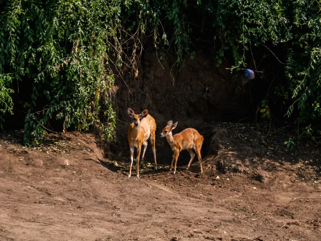 Bushbucks in Queen Elizabeth National Park, Uganda