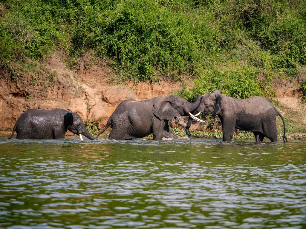 Bull elephants flighting Herd of elephants in Queen Elizabeth National Park, Uganda
