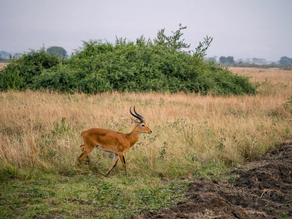 Ugandan Kob in Queen Elizabeth National Park, Uganda