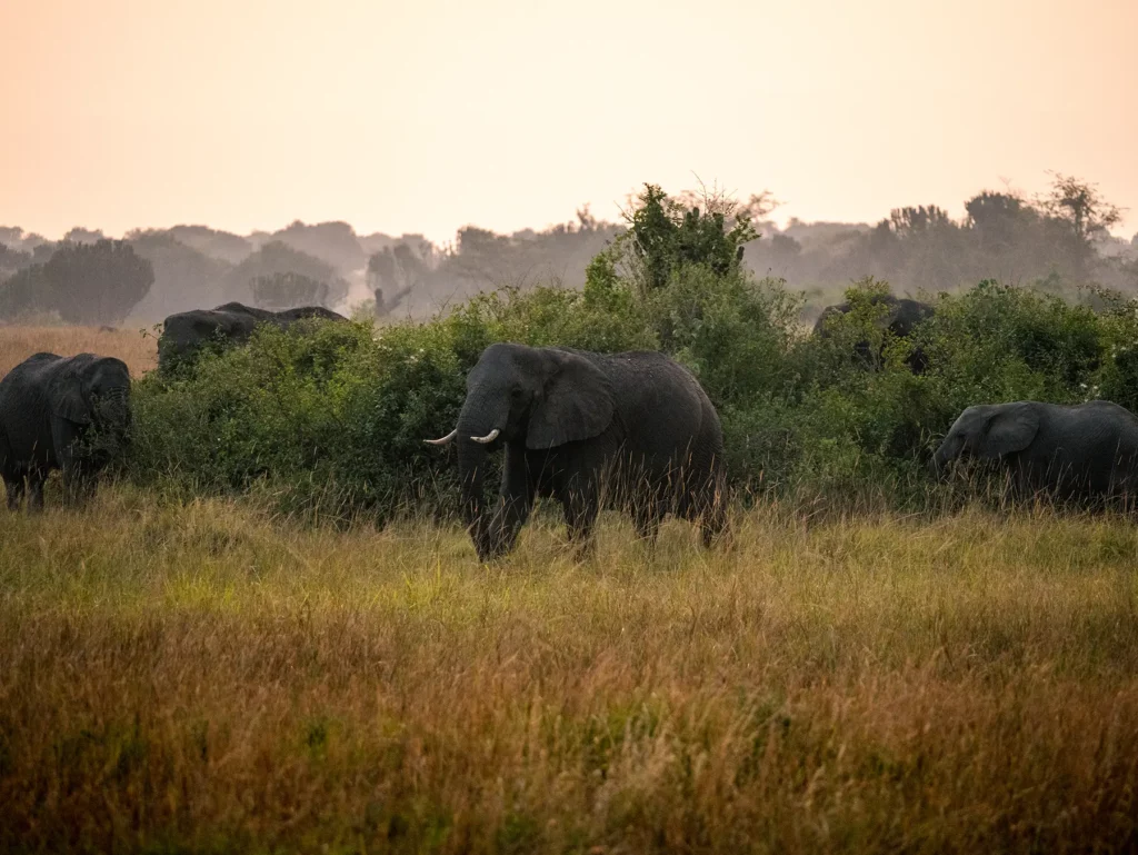 Herd of elephants in Queen Elizabeth National Park, Uganda