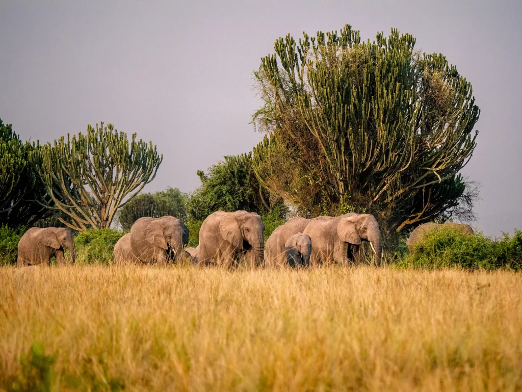 Herd of elephants in Queen Elizabeth National Park, Uganda