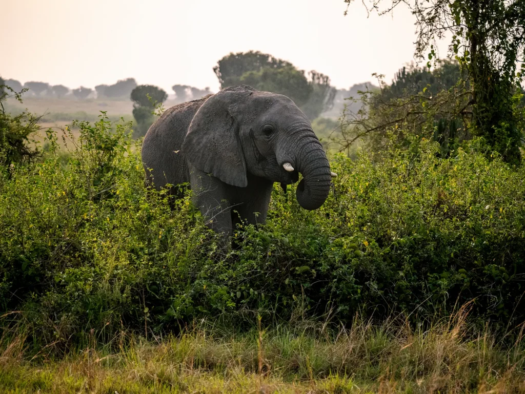 Elephant in Queen Elizabeth National Park, Uganda