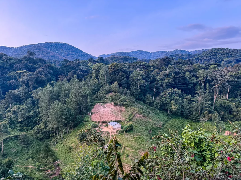 Views across Bwindi Impenetrable Forest with a tribal village on the outskirts, Uganda. The view is from my balcony at Rushaga Gorilla Lodge