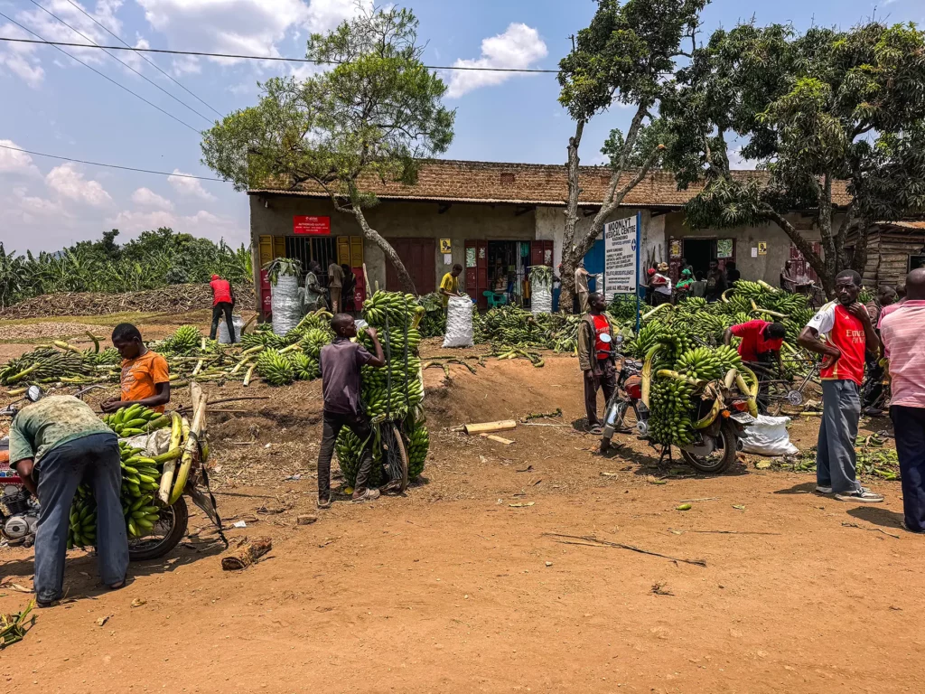 Uganda grows a lot of bananas