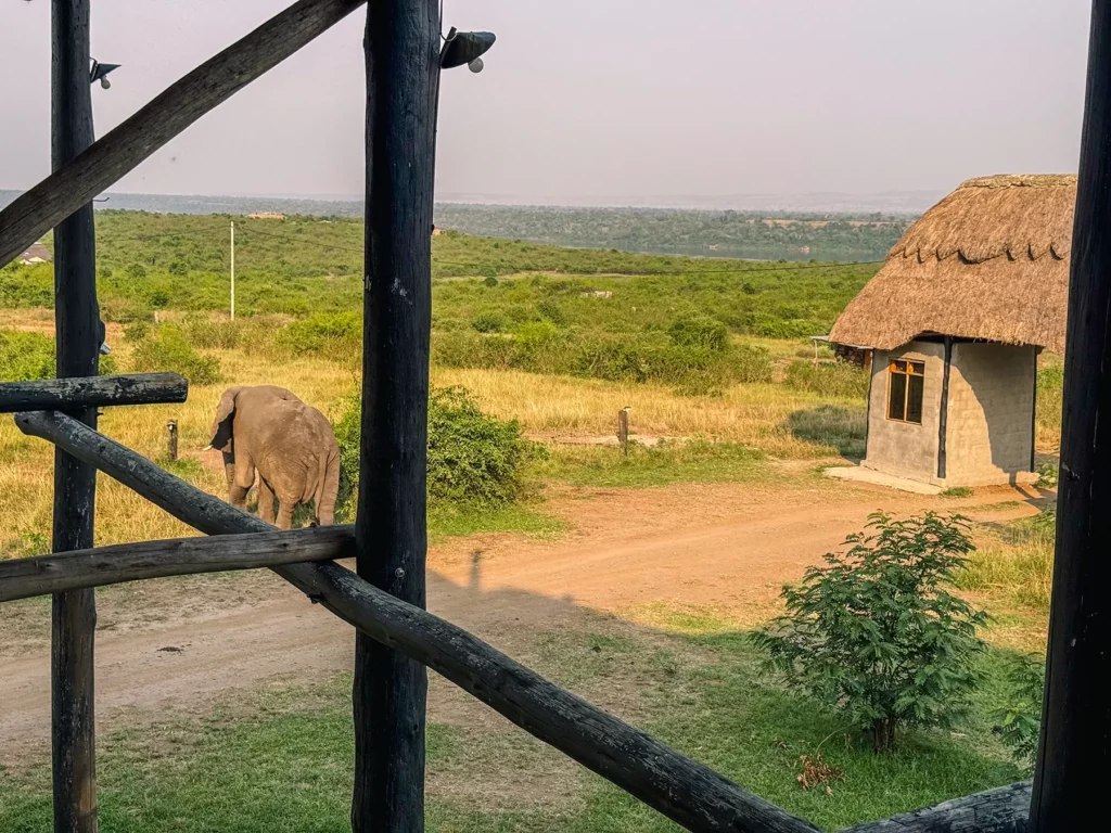 Wild elephant passing through Enshama Game Lodge & Campsite, Queen Elizabeth National Park, Uganda