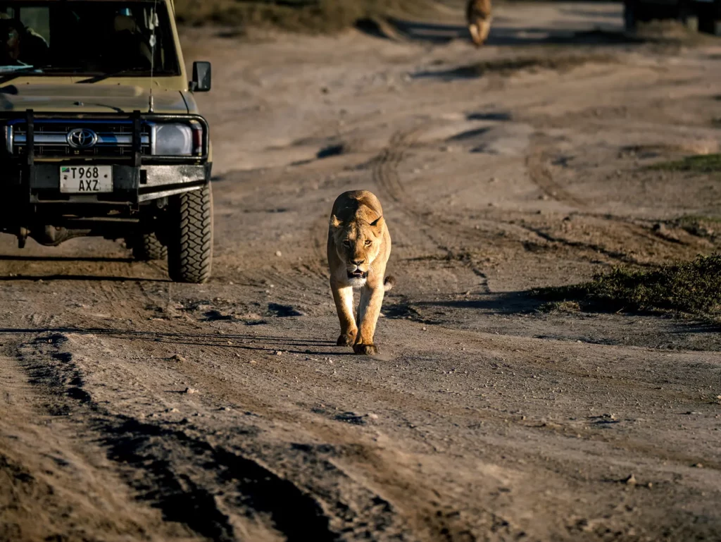 Lioness in Ngorongoro Crater, Tanzania