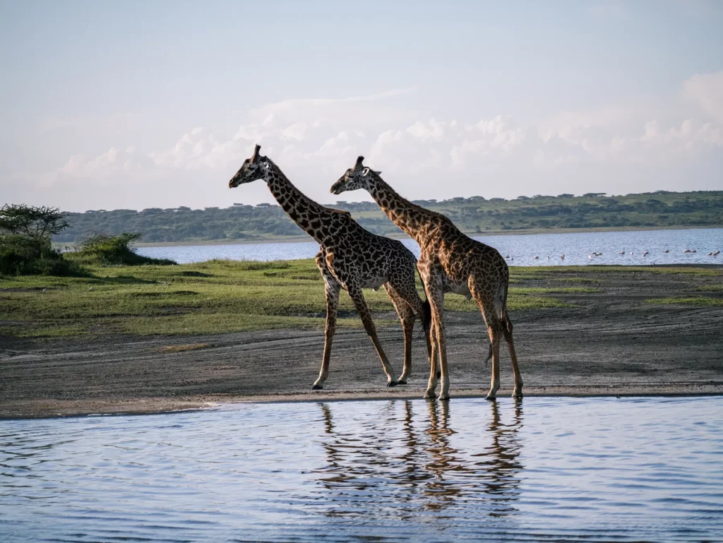 Giraffes in Ndutu in Southern Serengeti, Tanzania