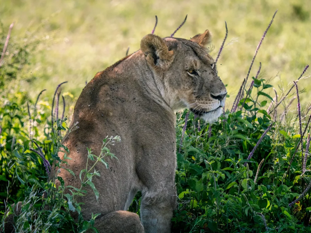 Lioness in Ndutu in Southern Serengeti, Tanzania in January