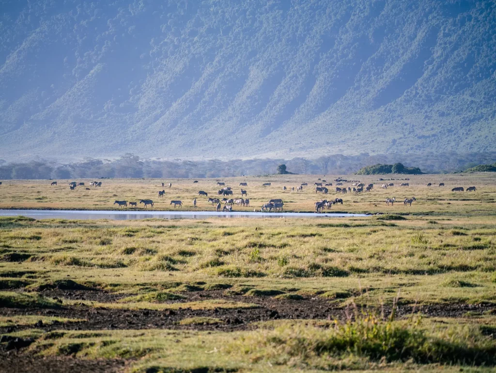Zebras within Ngorongoro crater in Tanzania
