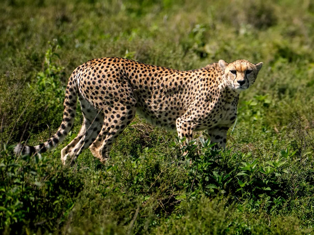 Cheetah in Ndutu in Serengeti National Park, Tanzania