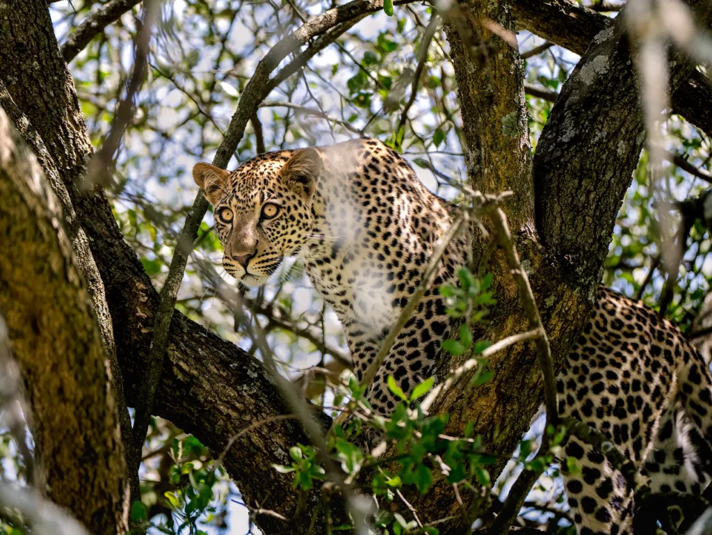 Leopard in a tree in Ndutu in Southern Serengeti, Tanzania
