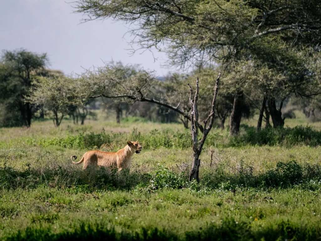 Lioness in Ndutu in Southern Serengeti, Tanzania